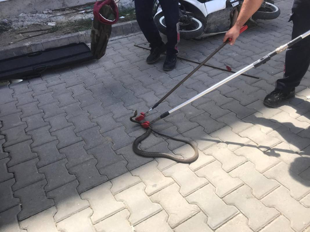 Yılanları mıknatıs gibi çeken 4 nokta belli oldu! Evinde olanlar dikkat - Resim: 13